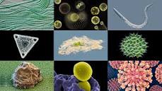 Semaine mondiale de sensibilisation aux antimicrobiens