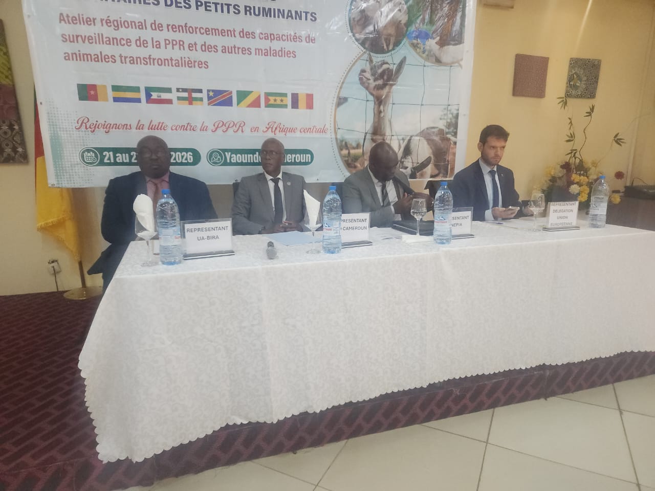 Cameroun : Croisade contre la Peste des Petits Ruminants maladie virale, contagieuse affecte les ovins et les caprins – plus de 1300 milliards de francs cfa de pertes économiques enregistrées chaque année
